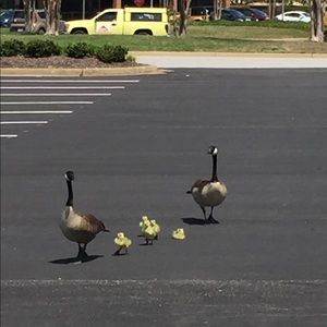 Meet your Posher, Lynn